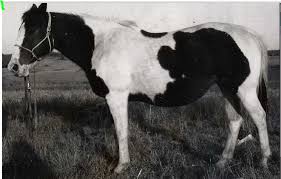 Josy Bar Skylark Bar Aqha X Babette Apha 1955 Chestnut