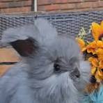 Angora rabbits are incredible little animals! They grow wool ...