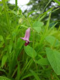 Image result for Sesamum radiatum