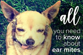 These drops should be massaged deep into the dog's ear canal for at least two to three weeks. All You Need To Know About Ear Mites Oxyfresh Pet Health Blog