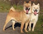 Korean Jindo - Wikipedia