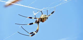 Over five acres of sand, with see the list of businesses here. A Brief Guide To Common Massachusetts Spiders Boz Pest Control