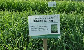 Kami adalah pembekal utama rumput di malaysia harga terus dari ladang dan ada menyediakan perkhimatan landskap dan penaman rumput dan pokok hiasan laman. Klasifikasi Dan Morfologi Rumput Setaria Ilmu Pertanian