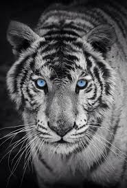 Allcreations Blue Eyes By Vitoria Dalla Valle Animais Pretos Imagem De Tigre Tigre De Pelucia