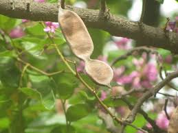 Image result for Lonchocarpus