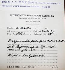 Image result for Droogmansia pteropus