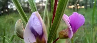 Image result for Dolichos trinervatus