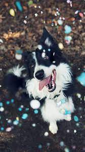 Happy Dog Playing 4k Ultra Hd Mobile Wallpaper