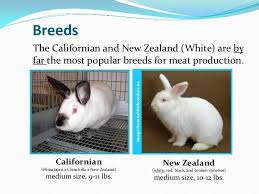 Rather than originating in new zealand, the new zealand rabbit was actually developed in the us. Rabbit Production