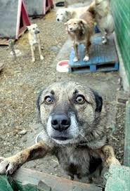 404 Page Not Found Animal Advocacy Dogs Animal Lover