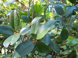 Image result for Fuirena microcarpa