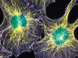What should your pt clinic to to minimize risk of coronavirus? Learning How To Unlock Tissue Memory Ipt Patient Info Integrated Physical Therapy