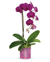 City of flowers mountain view. Teleflora S Dazzling Orchid In Mountain View Ca City Of Flowers