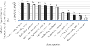 Image result for Kohautia microflora