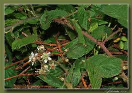 Image result for Rubus steudneri