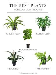 Flowerworks Collaboration Series The Best Plants For Low Light Rooms Curio Design Studio Low Light Plants Cool Plants Plants