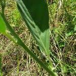 Image result for Astripomoea hyoscyamoides