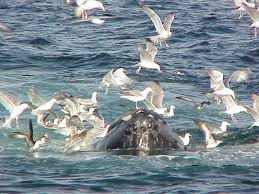 Birds Of Cape Cod National Seashore Cape Cod National Seashore Eastham Ma Awesome America Eastham Vacation Trips