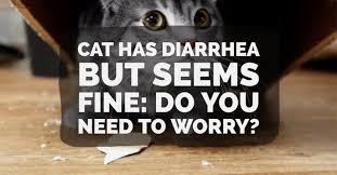 So, what if your cat suffers from diarrhea but seems fine? If Your Cat Has Diarrhea But Seems Fine Is It Time To Rush Him To A Veterinarian Read Up On What You Need To Know About Yo Cat Diarrhea Cats Cute