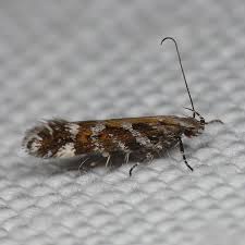 Image result for Ericinella