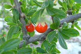 Image result for Lycium