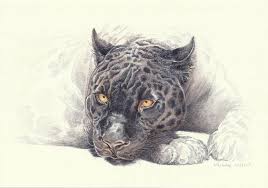 Usa.com provides easy to find states, metro areas, counties, cities, zip codes, and area codes information, including population, races, income, housing, school. Black Panther Drawing By Lilla Varhelyi Saatchi Art