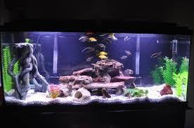 Image Result For Black Sand Aquarium Black Sand Aquarium Sand