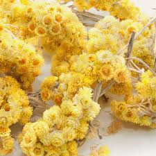 Image result for Helichrysum zeyheri