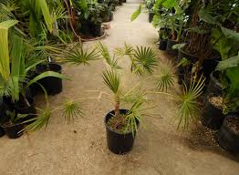 Image result for Coccothrinax