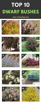 Check spelling or type a new query. Top 10 Dwarf Flowering Bushes For A Fairy Tale Garden Flowering Bushes Landscaping Shrubs Garden Shrubs