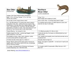 Although their habitat are being threatened and numbers decreasing, they are. You Otter Know The Marine Detective