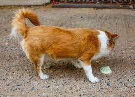 Bile Is A Yellow Substance That Is Produced By The Liver And Stored By The Gallbladder Sometimes Bile Appears In A Dog S Dog Throwing Up Dog Whining Bored Dog