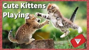 Your kitten play fighting stock images are ready. Cute Kittens Play Fighting 2017 Top 10 Videos Youtube