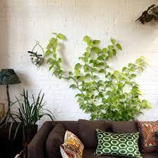 Maybe you would like to learn more about one of these? Everything You Need To Know About Houseplant Vines Gardenista
