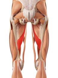 This group includes the adductor magnus, adductor longus, and adductor brevis muscles, as well as the pectineus and gracilis. Groin Muscle Strain Strained Groin Adductor Muscles Physio Treatment