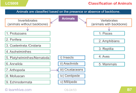 Learnhive Icse Grade 6 Biology Classification Of Animals