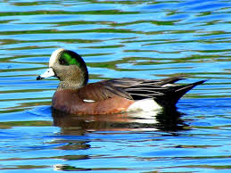 Blue Bird With White Stripe On Head The American Wigeon Was Formerly Known As Baldpate Because The White Stripe Resembled A Bald Man S Head Madarak