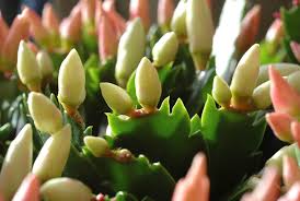 If a christmas cactus does not receive enough water, it will wilt and its flower buds will drop. 20 Tips To Get Your Christmas Cactus To Bloom During The Holidays