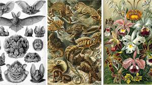 Ге́ккель (haeckel) эрнст генрих филипп август (16.2.1834, г. 19 Beautifully Intricate Illustrations By German Naturalist Ernst Haeckel