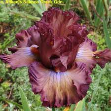 Border Bearded Iris Thundery Fragrant Iris Flowers Iris Flowers Garden Iris Garden