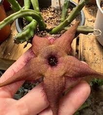 Image result for Sporobolus mildbraedii