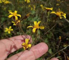 Image result for Cineraria mazoensis