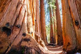 Many of these predators are relatively small, but a few grow to very large sizes. Congress Trail One Of The Best Hikes In Sequoia National Park That Adventure Life