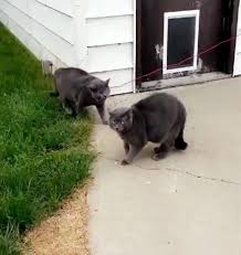A blood clot affecting one or both back legs. Lady Leaves Her Cat Alone In The Yard Comes Again To A Glitch In The Matrix Snugme