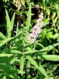 Image result for Vitex mombassae