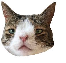 See more ideas about matching profile pictures, anime couples drawings, cute anime couples. Cool Cat Gifs Get The Best Gif On Giphy