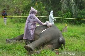 Hubungi (031) 8969520 lihat rute whatsapp (031) 8969520 sms ke (031) 8969520 hubungi kami pesan meja buat janji temu pesan lihat menu. Polisi Buru Pembunuh Gajah Di Aceh Timur Antara News Aceh