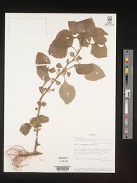 Image result for Afroqueta