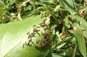 According to the north carolina. Insect Pests And Solutions