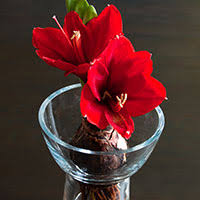 Düngung bereits ab august einstellen. Amaryllis Pflege Tipps Zu Giessen Blute Pflanzen Mehr